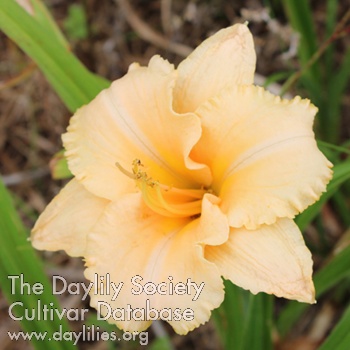 Daylily Magical Blend